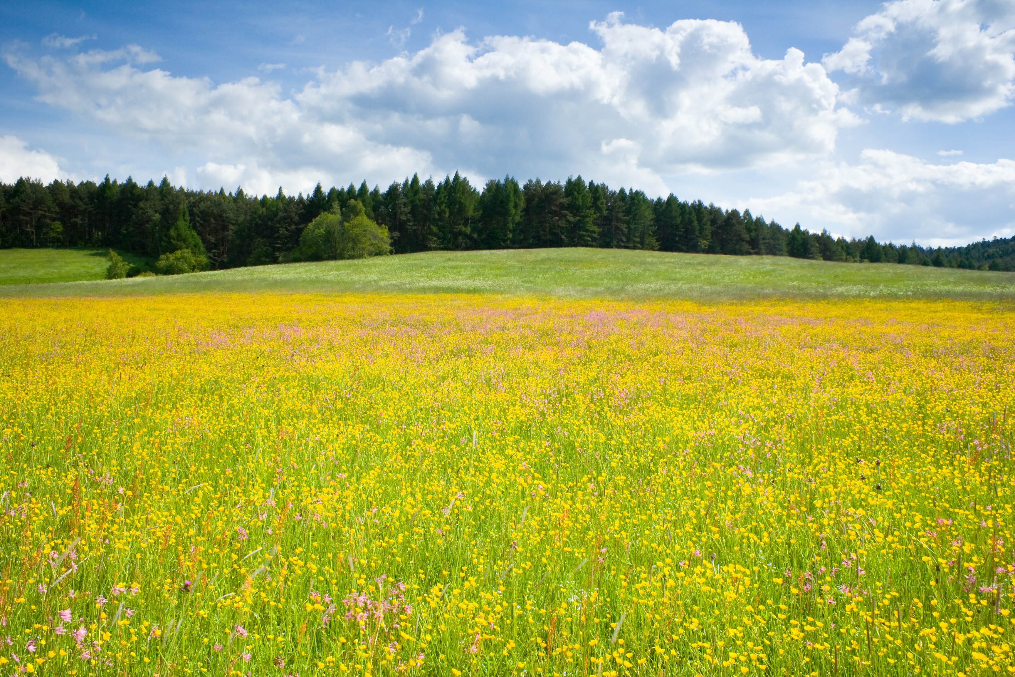 Harpenden Greenbelt Association